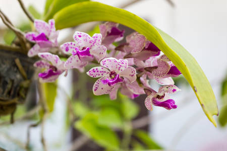 the species orchid (Rhynchostylis gigantea flower) of thailand
