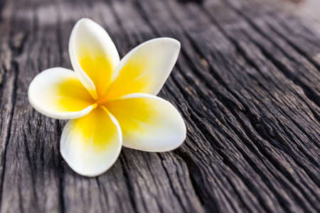 Close up of plumeria or frangipanni blossom on the old wood background. の写真素材