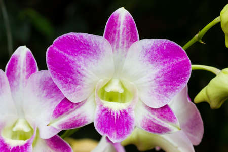Beautiful purple orchid flower tropical plants in the garden. の写真素材