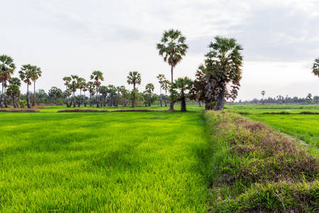 Paddy rice field with a sugar palm (toddy palm) tree in thailand.の写真素材
