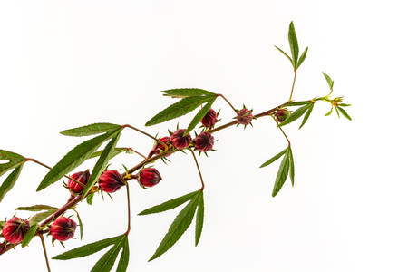 Hibiscus sabdariffa or roselle fruits  isolated on white background. の写真素材