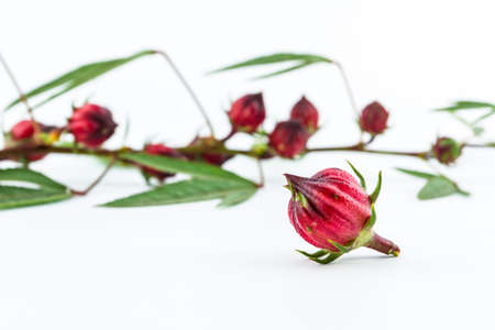 Hibiscus sabdariffa or roselle fruits  isolated on white. の写真素材