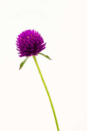 Globe amaranth or Gomphrena globosa isolated on white background.の写真素材