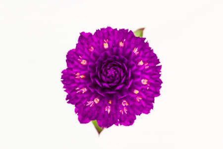 Globe amaranth or Gomphrena globosa isolated on white background.