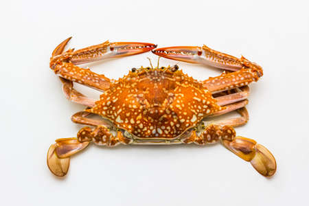 Hot steamed flower crab or blue crab, blue manna crab, sand crab isolated on white background の写真素材