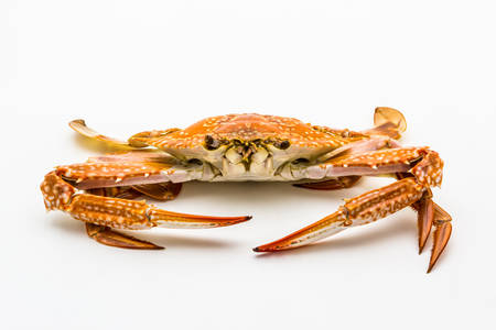 Hot steamed flower crab or blue crab, blue manna crab, sand crab isolated on white background. 