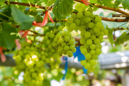 Grape farm,Fresh green vineyards ready to be harvested,in Thailand 