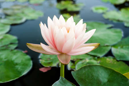 Pink lotus flower or water lily flowers blooming on pond.の写真素材