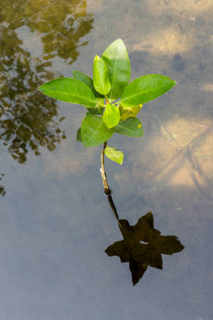 Reflection of young mangroves growing in nature at ocean beach,Thailand.の写真素材