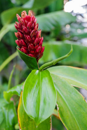 Alpinia purpurata in a garden flower,Red tropical flower. の写真素材