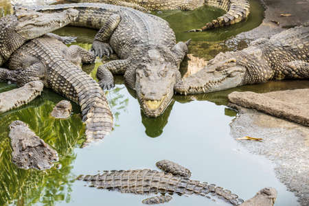 Big wildlife crocodiles in the zoo,Thailand.の写真素材