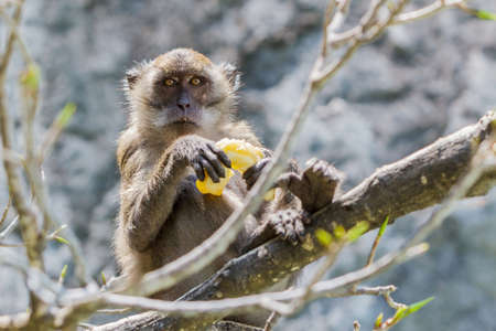 Poor monkey live in island eating banana on tree,Phi Phi Island, Thailand.の写真素材