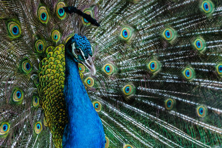 Portrait of beautiful bright color peacock with feathers out. の写真素材