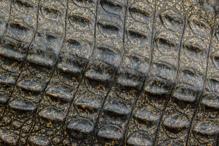  Close-up background texture of crocodile alligator skin.の写真素材