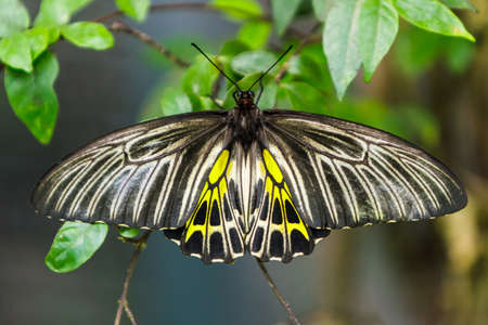 Golden Birdwing,butterfly with open wings on green leaves.の写真素材