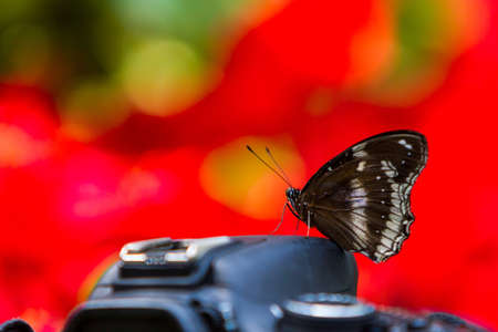 Nature Photography, Butterfly sitting on the camera on colorful background.の写真素材