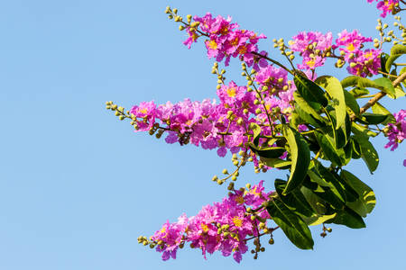 Lagerstreomia floribunda Jack, Plant flowers against the blue sky in the park. 