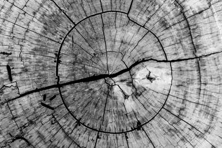 Detail of annual rings of cut tree trunk showing growth rings, wooden background and texture.の写真素材