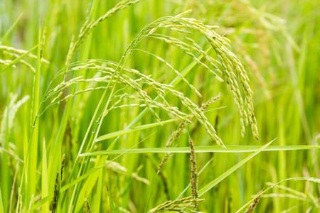 Closeup of Beautiful green rice plant in rice field,Thailand.の写真素材