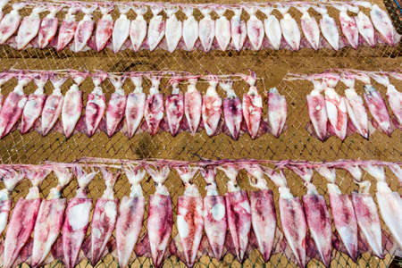 Dried Squid, traditional squids drying in the sun and blue sky in a idyllic fishermen village,Thailand.の写真素材