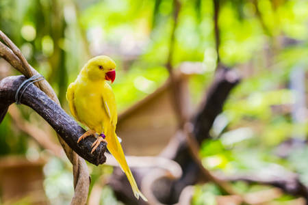 Close-up of Yellow Ringnecked Parakeet (Psittacula krameri) in the Park.の写真素材