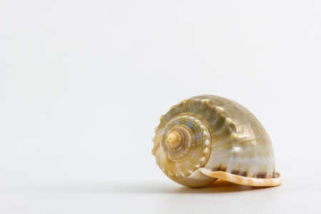 Close up of a seashell on white background.
