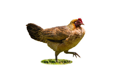 Brown hen isolated on a white background  