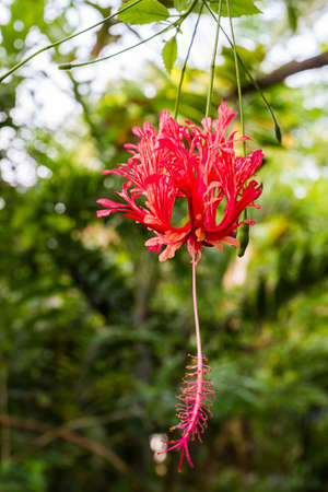 Closeup red chinese rose flower on tree, Hibiscus rosa, Shoe flower.の写真素材