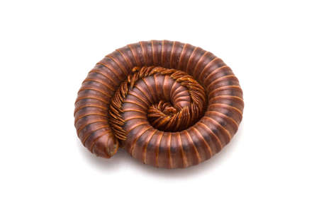 Millipede, Myriapoda, Spirostreptus giganteus, in spiral form on white background.の写真素材
