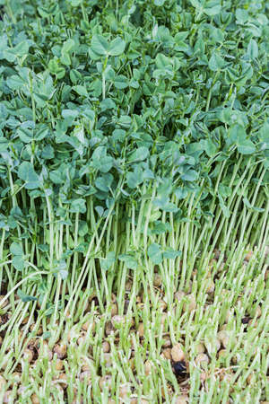Seedlings of pea seeds, Snow pea sprouts, Toumyou, China.の写真素材