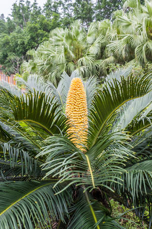 Flower of Cycas revoluta on tree, Sago palm.の写真素材