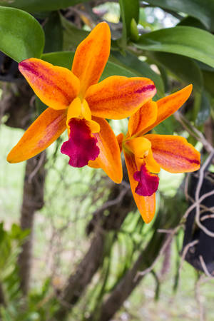 Orchid flower blooming of Cattleya hybrids on tree, Tropical in Thailand. の写真素材