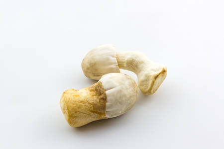Fresh rice straw mushrooms,Volvariella volvacea on white background.の写真素材