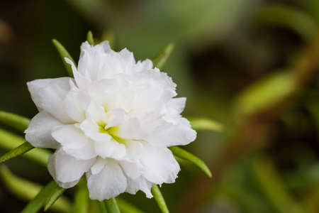 White flower on tree nature background,Common Purslane, portulaca flowers, Verdolaga, Pigweed の写真素材