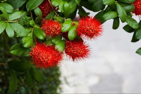 Red Flower Bush willow on tree, (Combretum erythrophyllum (Burchell) Sonder).の写真素材