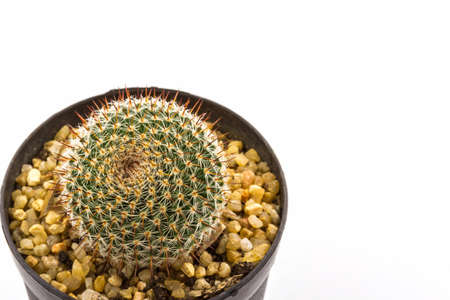 Cactus with plant in a pot on white background. の写真素材