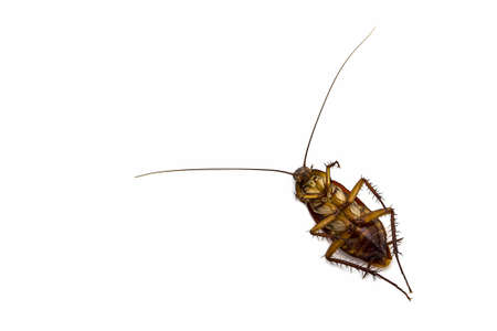 Dead cockroach isolated on a white background.