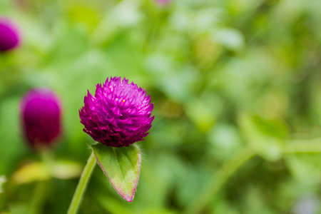 Globe amaranth or Gomphrena globosa flower in the garden, nature  background.の写真素材