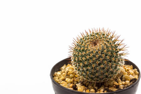 Close up Cactus with plant in a pot . の写真素材