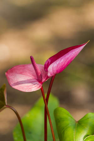 Pink Flamingo Flower, Boy Flower on tree, nature background.