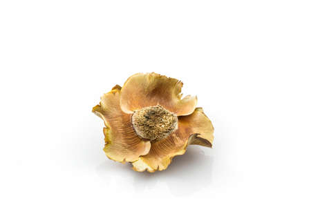 Coconut head,part of coconut on white background.の写真素材