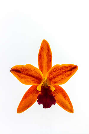 Orchid flower blooming of Cattleya hybrids white on background, Tropical in Thailand. の写真素材