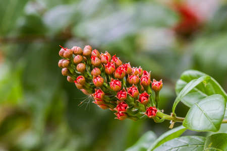 Young Red Flower Bush willow on tree,(Combretum erythrophyllum (Burchell) Sonder).の写真素材