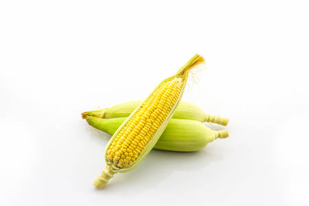 Fresh organic corn on white background.の写真素材