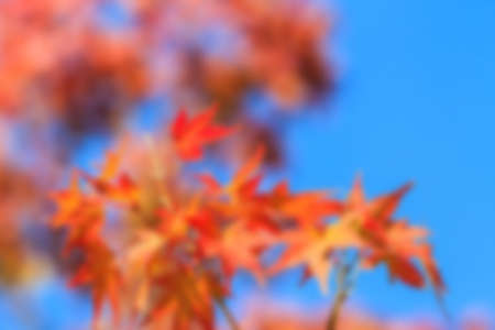 Abstract nature background, Autumn maple leaves on blue sky.の写真素材