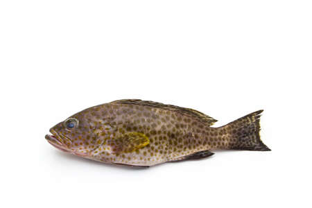 Fresh areolate grouper (epinephelus areolatus) fish on white background .の写真素材