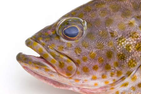 Fresh areolate grouper (epinephelus areolatus) fish on white background .の写真素材