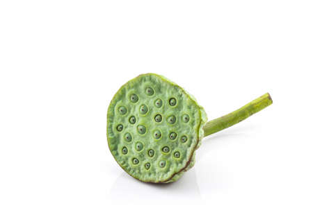 Calyx, Lotus seeds green on white background.の写真素材