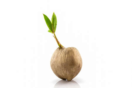 Young sprout of coconut tree grown-up on white background.