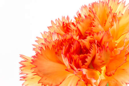 Orange carnation flower isolated on white background.の写真素材